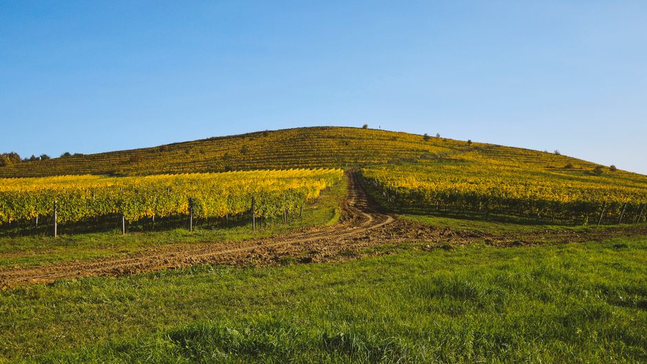 Caminho do Vinho em São José dos Pinhais