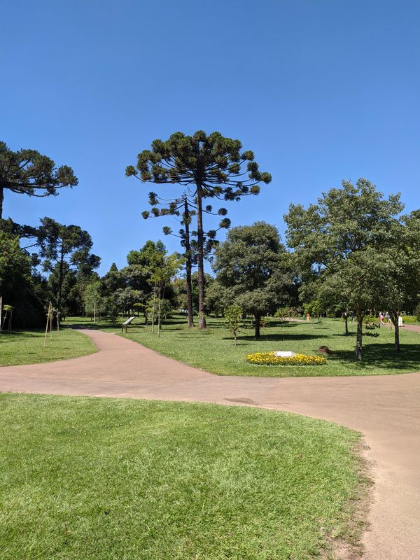 primavera em Curitiba