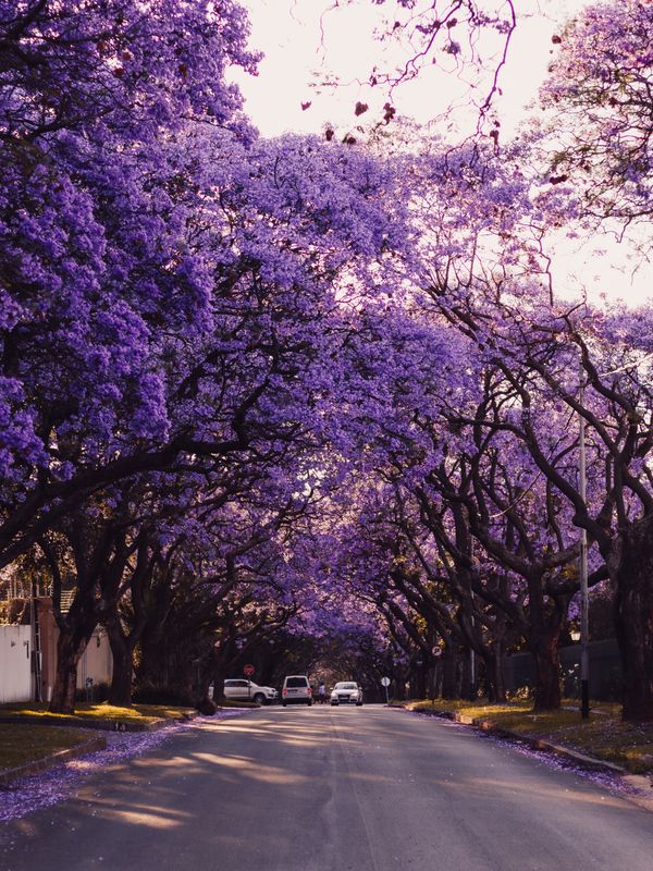 primavera em Curitiba